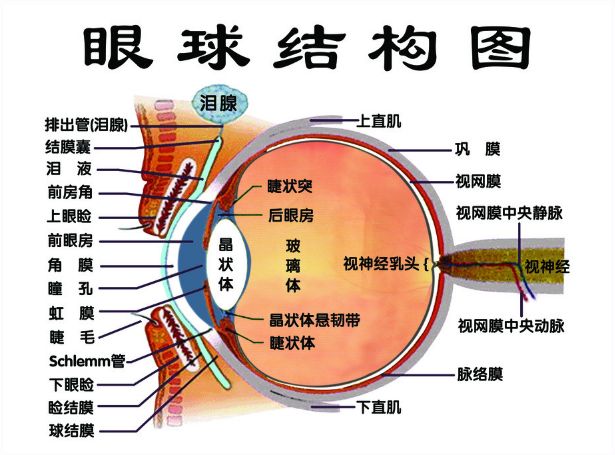 真正的，能根治高度近视眼的方法